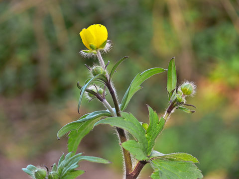 fioritura di ranuncolo (Ranunculus bulbosus)