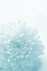 chrysanthemum background, pure concept