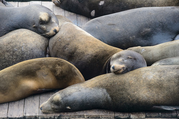 Sea lion at Pier 39, San Francisco