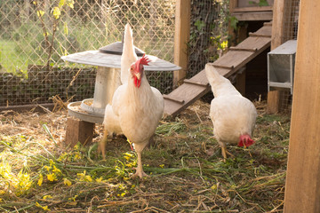 White hens walking on henhouse rural yard