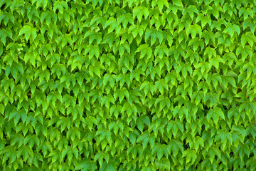 Green Parthenocissus Tricuspidata Leaves, Boston Ivy