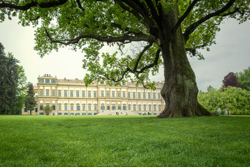 The big tree behind the Royal Ville