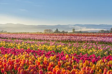 Fotobehang colorful tulip filed in the morning, Woodburn, Oregon © kanonsky
