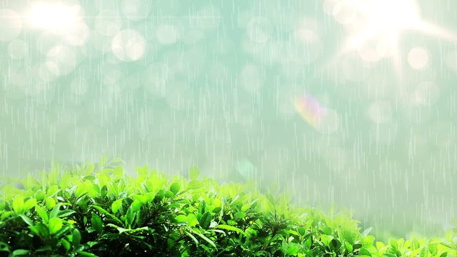 raining drops in lights on green leaf, Close-up shot
