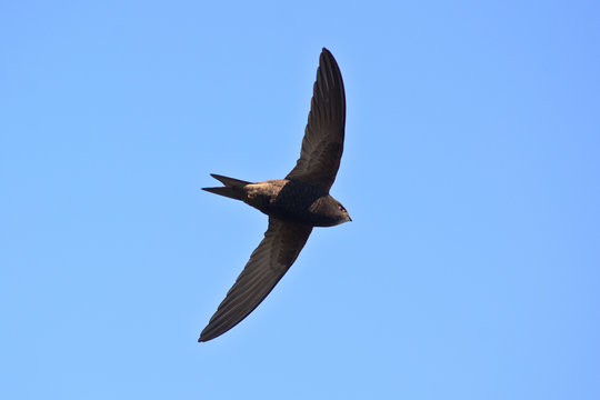rondone comune (Apus apus) in volo