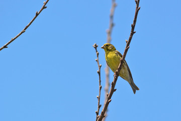 verzellino (Serinus serinus)