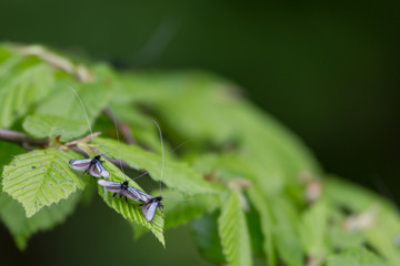 Adela reaumurella (Green longhorn)