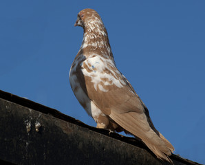 gołąb