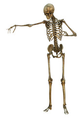 Human Skeleton