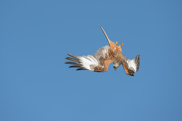 Red Kite