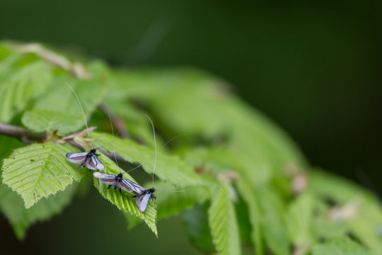 Adela reaumurella (Green longhorn)
