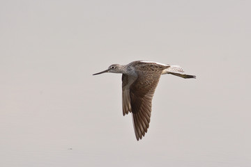 pantana (Tringa nebularia) in volo