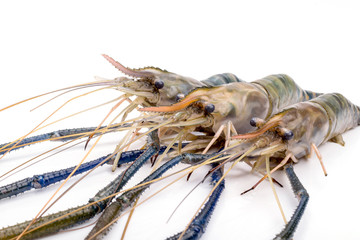 Close up prawn or raw shrimp