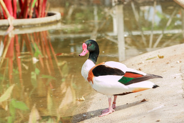 Beautiful male duck, Mandarin Duck (Aix galericulata)
