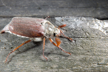 Cockchafer (May Bug) closeup on a wooden background