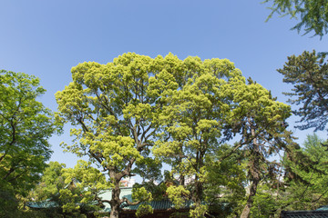 新緑の木と青空