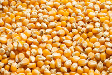 corn grains