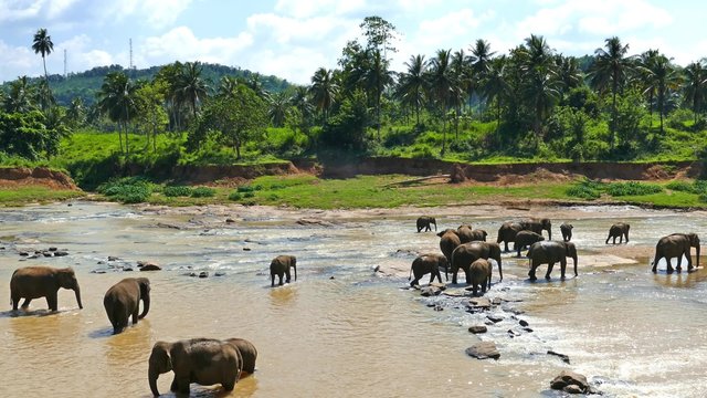 Elephants in the river - Sri Lanka 4k
