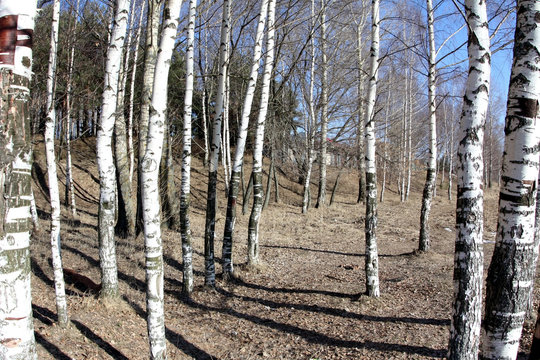 Fototapeta birches forest