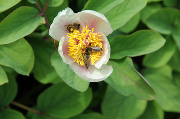 White peony with bees