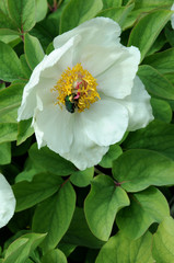 White peony with rose chafer