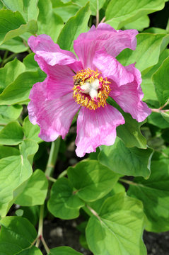Pink peony flower in spring