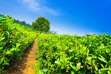 Fototapeta na wymiar tea plantations under blue sky
