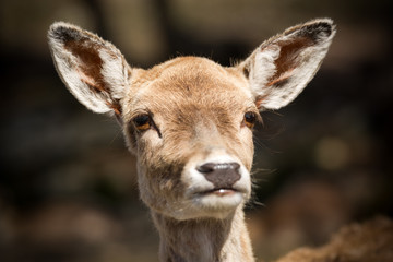 Face of a Cute Young Deer Close Up