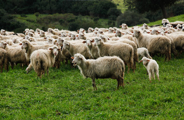 Obraz na płótnie Canvas pecore al pascolo
