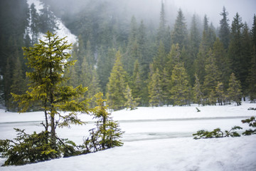 forest in the mountains