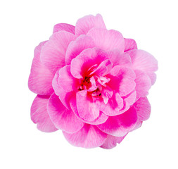 Pink Camellia flower closeup, isolated on white background