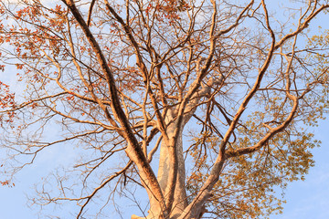 Leafless tree against sunlight on blue sky background