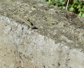 lizard