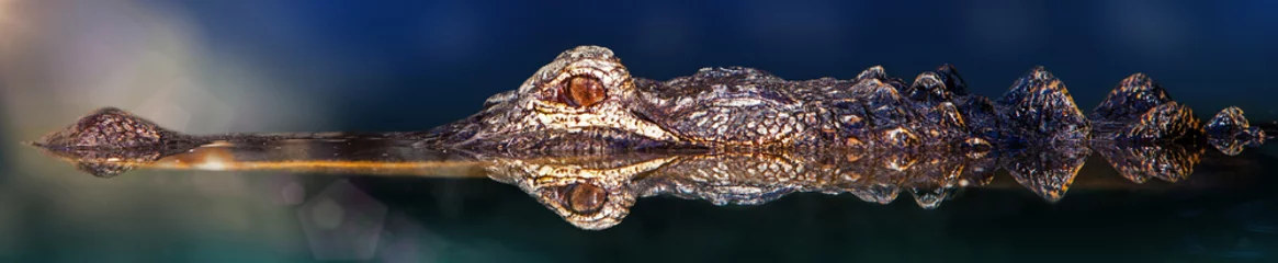 Fotobehang Krokodil Krokodil zwemmen in water met reflectie