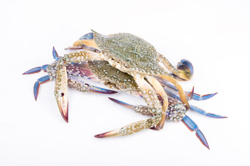 Blue crab