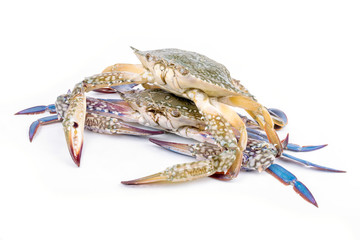 Blue crab