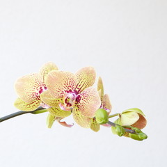 Naklejka na ściany i meble Orchideenrispe