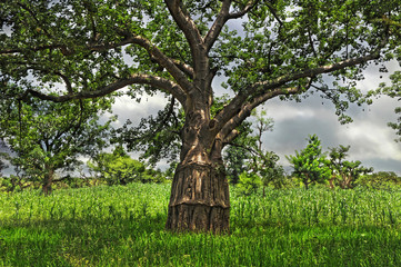 Baobab en Mali