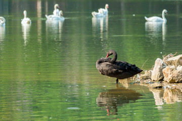 Lonely black swan in the green lake