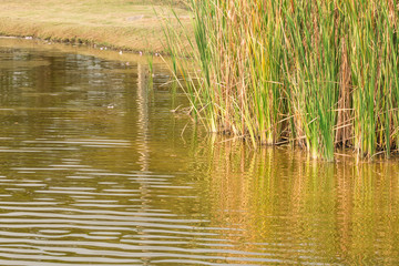 nature purity grass on the river bank
