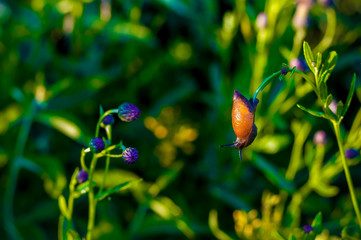 Snail on the grass
