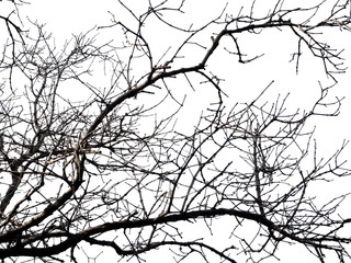 leafless tree branch silhouette isolated - 82930424