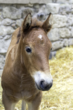 Little brown foal portrait. Color image