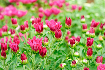 Flower field