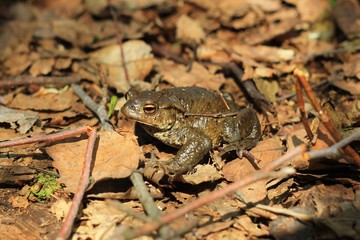 Жаба в сухих листьях в лесу