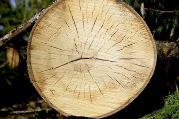 Разрез ствола дерева осины текстура © heshixin