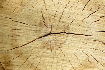 Разрез ствола дерева осины текстура © heshixin