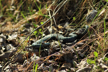 Гадюка в траве