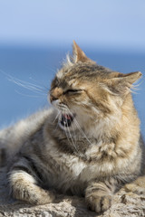 Portrait of a gray cat