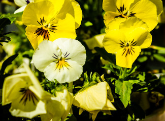 Yellow viola